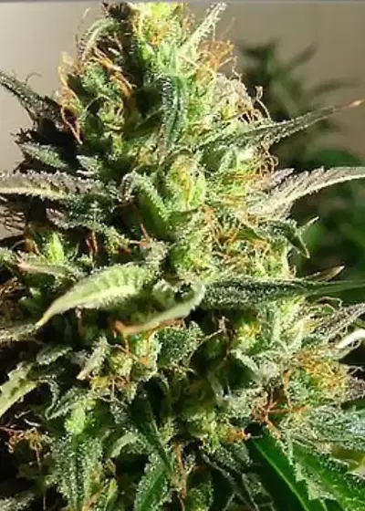 Auto Forbidden Fruit by Silver Leaf, Autoflower cannabis strain