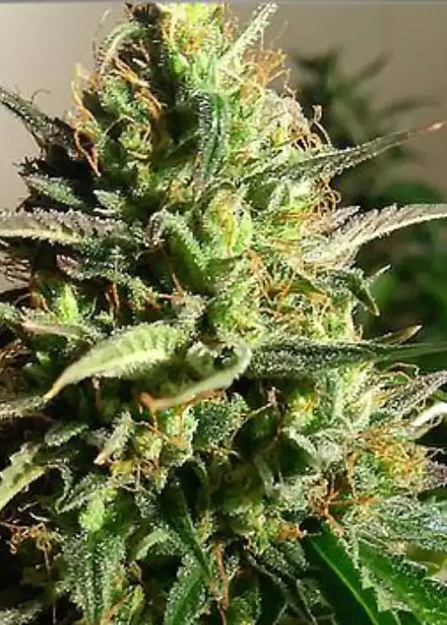 Auto Forbidden Fruit by Silver Leaf, Autoflower cannabis strain