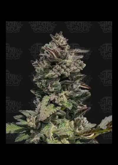 Auto Forbidden Mints by Terp Treez Co., Autoflower cannabis strain