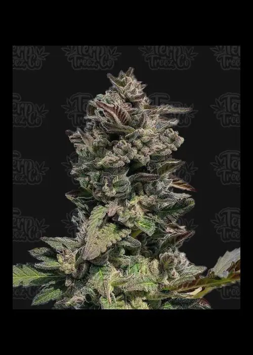 Auto Forbidden Mints by Terp Treez Co., Autoflower cannabis strain