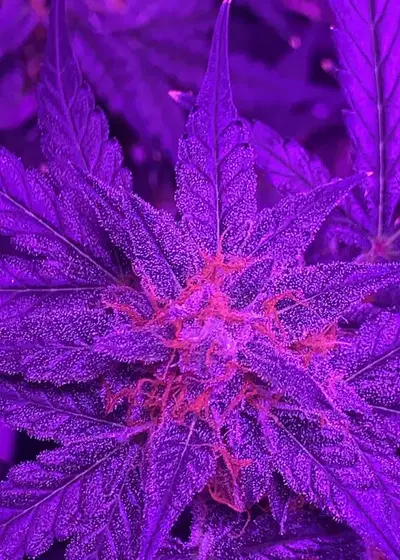 Auto Fractal by Divine Seeds, Autoflower cannabis strain