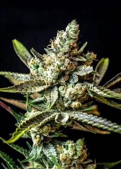 Auto Gagarin by Bob Marley Seeds, Autoflower cannabis strain