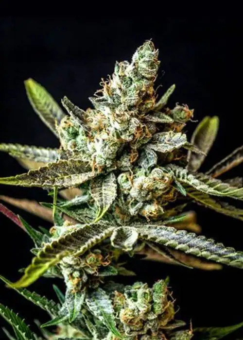 Auto Gagarin by Bob Marley Seeds, Autoflower cannabis strain