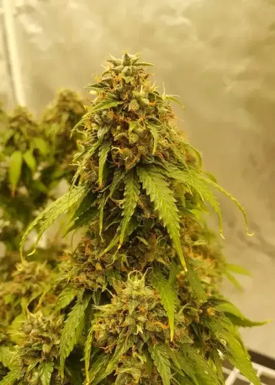 Auto Gelato #33 by Advanced Seeds, Autoflower cannabis strain