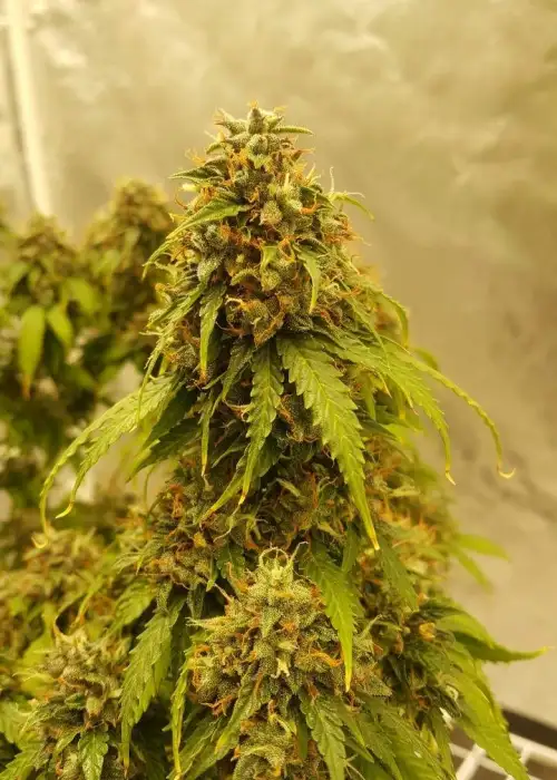 Auto Gelato #33 by Advanced Seeds, Autoflower cannabis strain