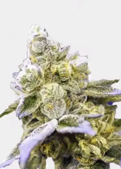 Auto Gelato Cake by The Bakery Seed Co., Autoflower cannabis strain