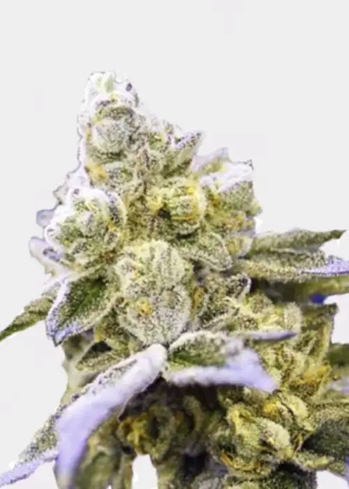 Auto Gelato Cake by The Bakery Seed Co., Autoflower cannabis strain