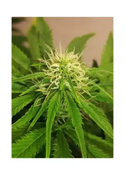Auto Gelato Ice by Mr. Hide Seeds, Autoflower cannabis strain