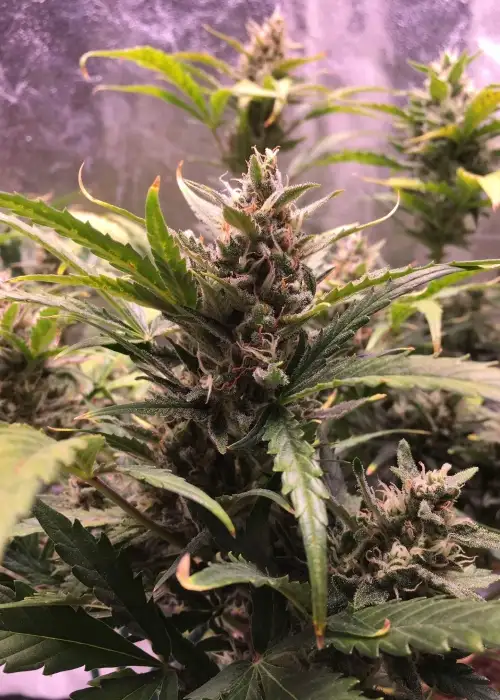 Auto Gelato by Real Gorilla Seeds, Autoflower cannabis strain
