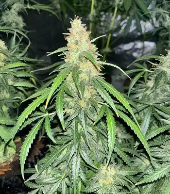 Auto GG#4 Original Glue F1 by Seedkeepers, Autoflower cannabis strain