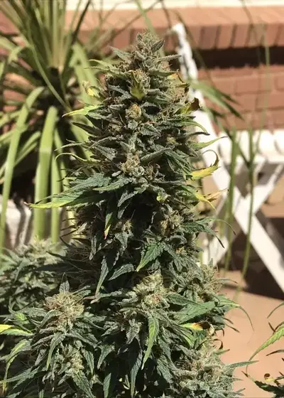 Auto Gigabud by G13 Labs, Autoflower cannabis strain