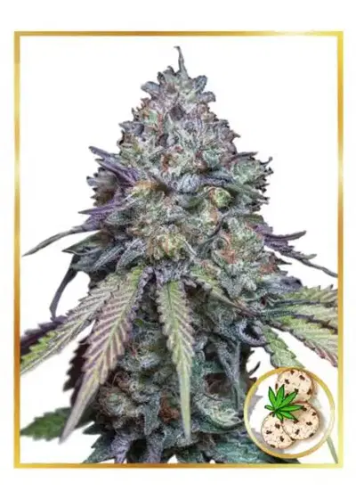 Auto Girl Scout Cookies by Mr. Hide Seeds, Autoflower cannabis strain