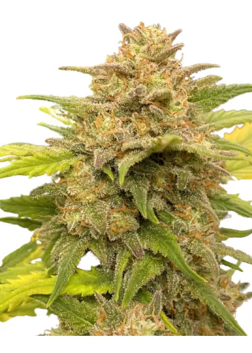 Auto Glue XXL genetics by IZI Seeds, Autoflower cannabis strain