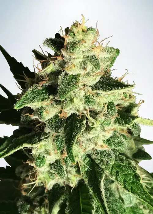 Auto God's Glue by Ministry of Cannabis, Autoflower cannabis strain