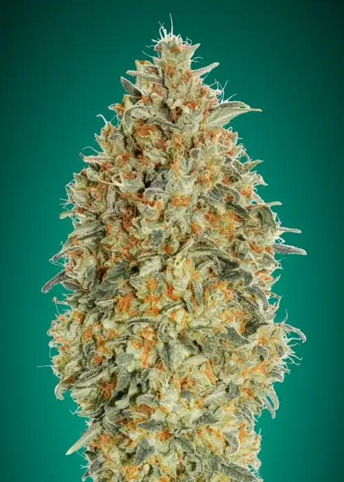 Auto Gorilla Blue by Advanced Seeds, Autoflower cannabis strain