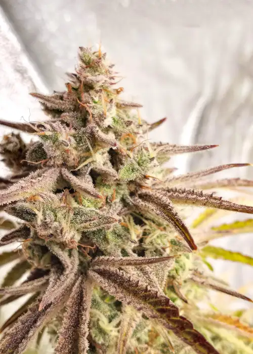 Auto Gorilla Cookies by Dutch-Headshop Seeds, Autoflower cannabis strain