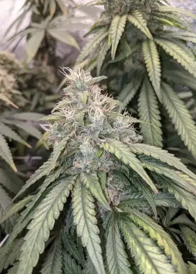 Auto Gorilla Glue#4 by Linda Seeds, Autoflower cannabis strain