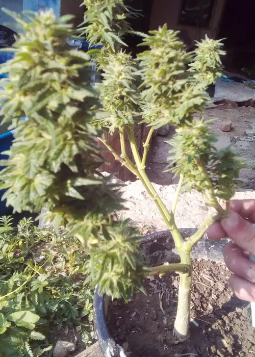 Auto Gorilla Glue by Dutch-Headshop Seeds, Autoflower cannabis strain