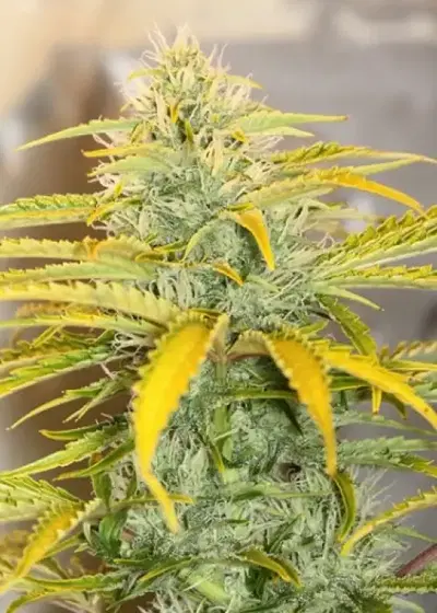 Auto Gorilla OG by Short Stuff, Autoflower cannabis strain