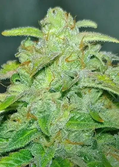Auto Gorilla Shizzle by Short Stuff, Autoflower cannabis strain