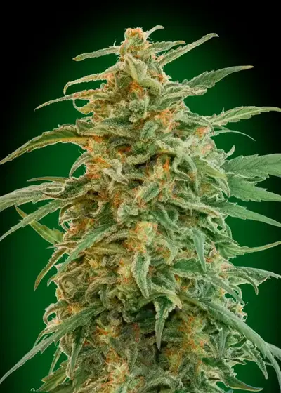 Auto Gorilla by Gea Seeds, Autoflower cannabis strain
