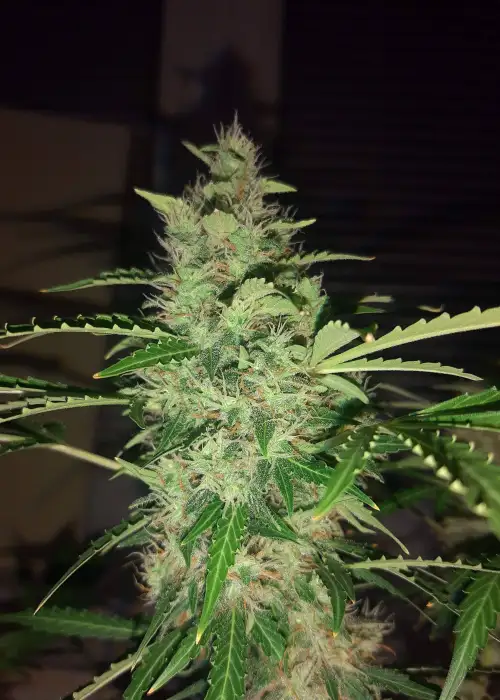 Auto Grapefruit by Fair Seeds, Autoflower cannabis strain