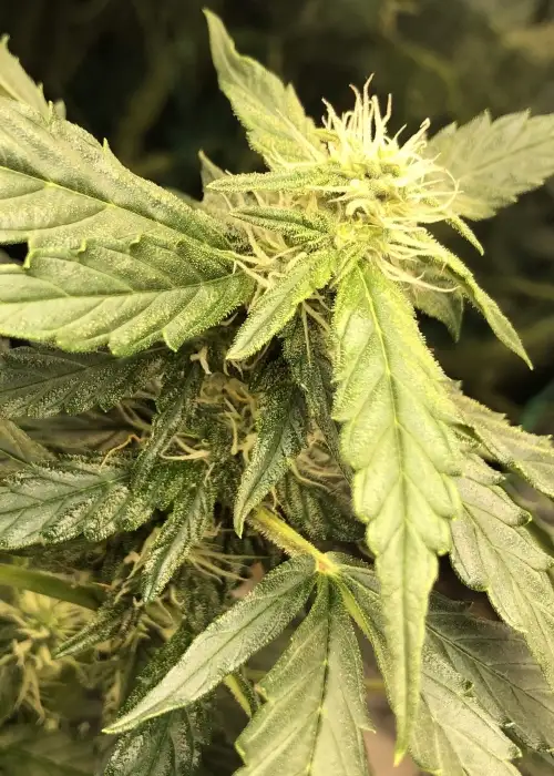 Auto Great White Shark by Canuk Seeds, Autoflower cannabis strain