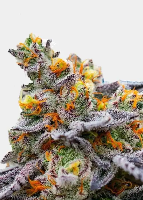 Auto GSC by Real Gorilla Seeds, Autoflower cannabis strain