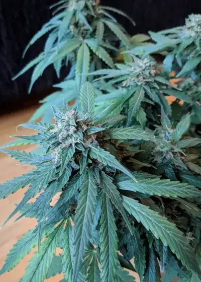 Auto Guerilla Glue by BulkSeedBank, Autoflower cannabis strain