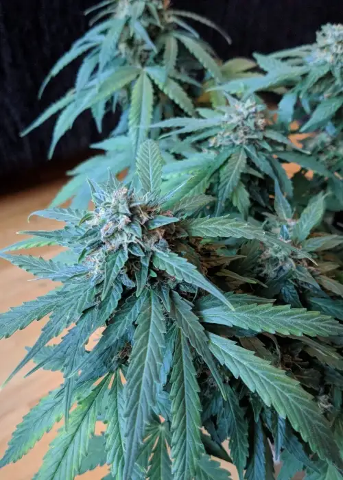 Auto Guerilla Glue by BulkSeedBank, Autoflower cannabis strain