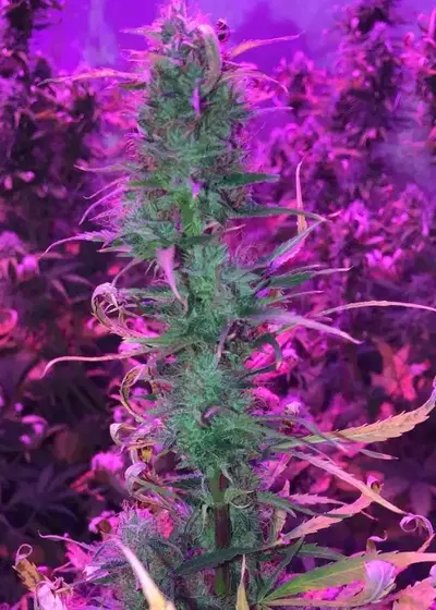 Auto Gypsy Widow by Oasis Genetics, Autoflower cannabis strain