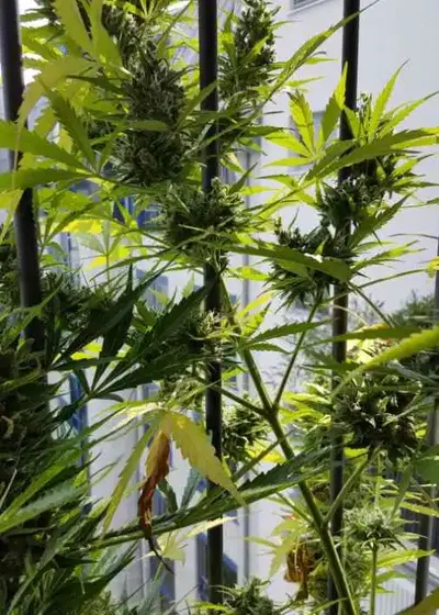 Auto Haze cannabis strain