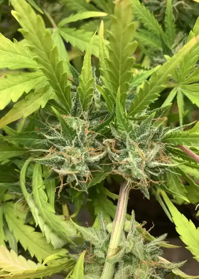 Auto Heaven by Victory Seeds, Autoflower cannabis strain