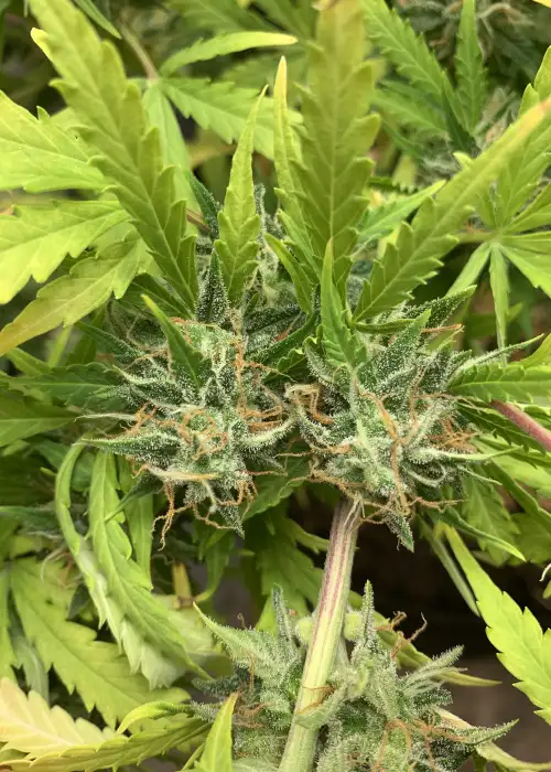Auto Heaven by Victory Seeds, Autoflower cannabis strain