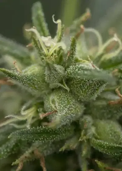 Auto High Priority by 710 Genetics, Autoflower cannabis strain