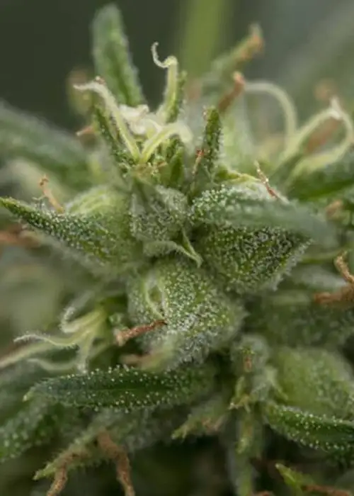 Auto High Priority by 710 Genetics, Autoflower cannabis strain