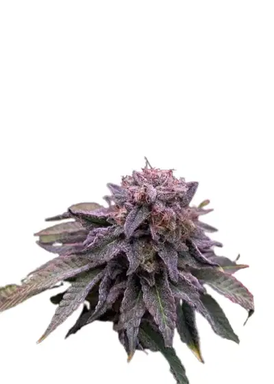 Auto Hulk OG genetics by IZI Seeds, Autoflower cannabis strain