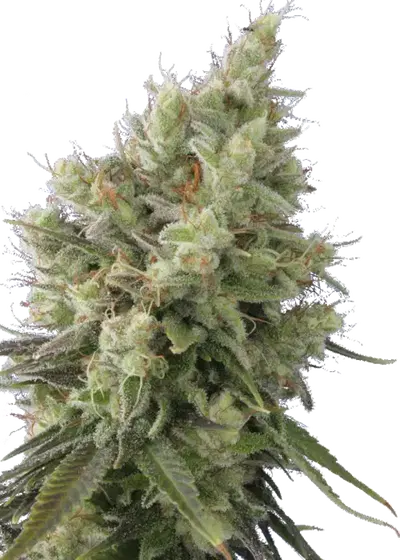 Auto Insomnia by Apex Seeds, Autoflower cannabis strain