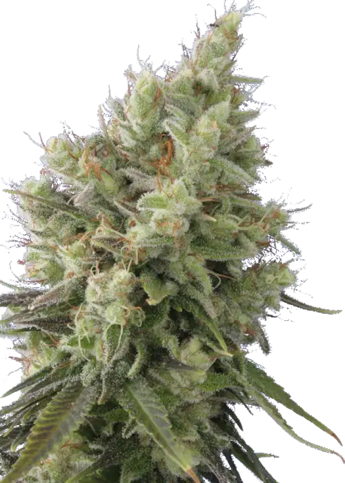Auto Insomnia by Apex Seeds, Autoflower cannabis strain