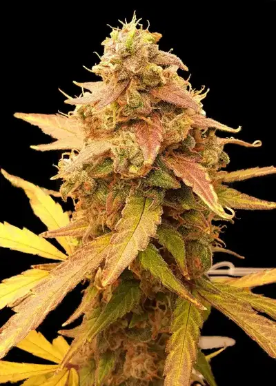 Auto Jack Afghan cannabis strain