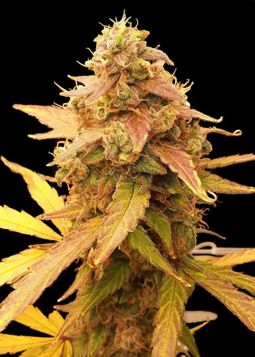 Auto Jack Afghan by Big Seedbank, Autoflower cannabis strain