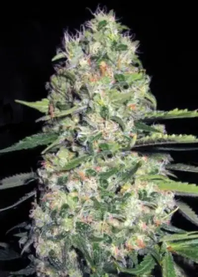 Auto Jack Herer by BulkSeedBank, Autoflower cannabis strain