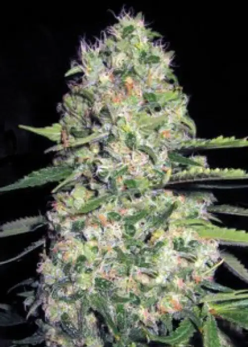 Auto Jack Herer by BulkSeedBank, Autoflower cannabis strain