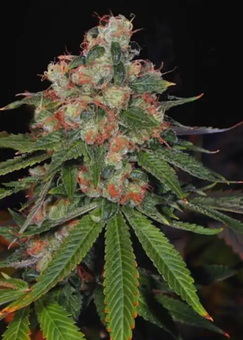 Auto Jamaica by Bob Marley Seeds, Autoflower cannabis strain