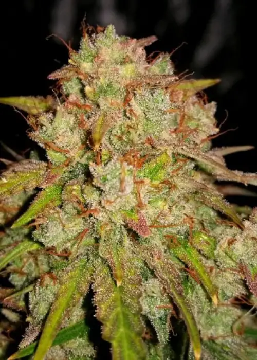 Auto Jedi Kush by Short Stuff, Autoflower cannabis strain