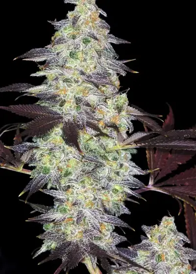Auto Kabul by Divine Seeds, Autoflower cannabis strain