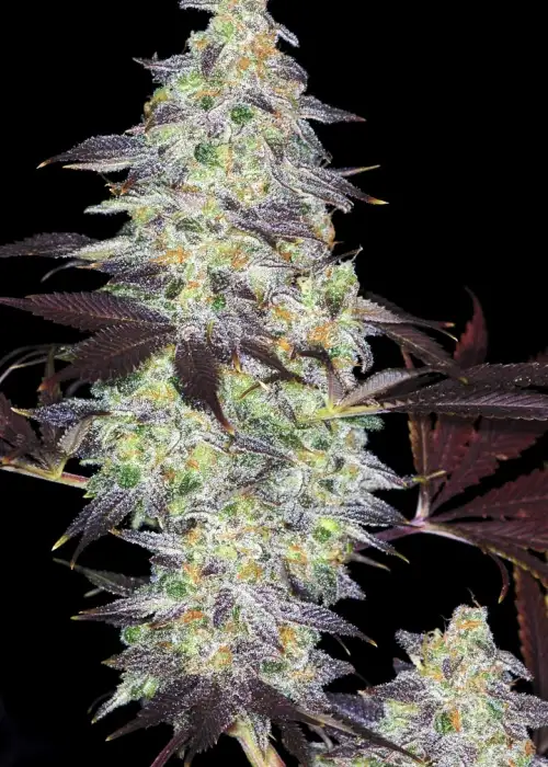 Auto Kabul by Divine Seeds, Autoflower cannabis strain