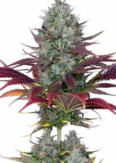 Auto Kalashnikov by Apex Seeds, Autoflower cannabis strain