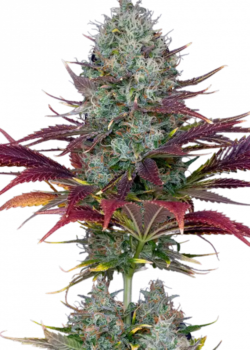 Auto Kalashnikov by Apex Seeds, Autoflower cannabis strain