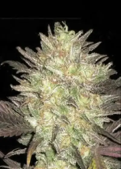 Auto Lavender by CBD Seeds, Autoflower cannabis strain